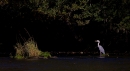 Heron pano. Oct '11.
