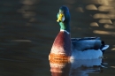 Mallard Drake, Jan '12.