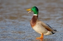 Mallard Drake on ice. Feb '12.
