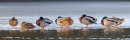 Mallards sleeping on ice. Jan '12.