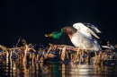 Mallard Drake aggression. Jan '12.