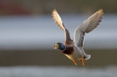 Mallard Drake,calling in flight. Feb '12.