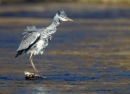 Heron shaking itself dry. Apr '12.