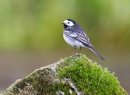 Pied Wagtail. May '12.