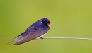 Swallow. June '12.
