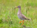 Redshank on ground 3. July '12.