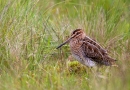 Snipe. June '12.