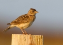 Skylark. May '12.