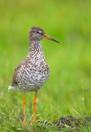 Redshank on ground 2. July '12.