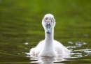 Cygnet. June '12.