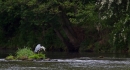 Grey Heron,panoramic. June '12.