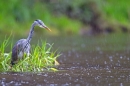 Heron in rain. May '12.
