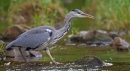 Heron on the hunt. Sep '12.