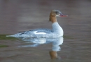 Goosander,swimming. Oct. '12.