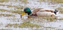 Mallard drake on flooded field. Apr.'13.