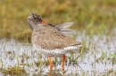 Redshank preening 1. Mar. '15.
