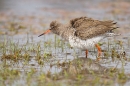 Redshank ruffled. Mar. '15.