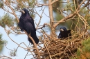 Rooks at nest. Apr. '15.