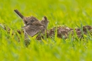 Skylark displaying on ground. Apr. '15.