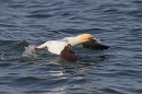 Gannet taking off,with seaweed 7. Apr. '15.