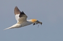 Gannet with seaweed in flight 2. Apr. '15.