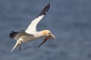 Gannet in flight with seaweed 1. Apr. '15.