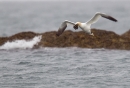 Gannet in flight with seaweed,in the rain. Apr. '15.