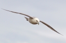 Fulmar in flight. May. '15.