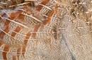 Grey Partridge,feathers detail. May. '15.