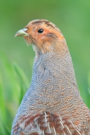 Grey Partridge in crop 3. May. '15.