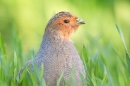 Grey Partridge in crop 2. May. '15.