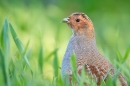 Grey Partridge in crop 1. May. '15.