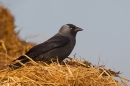 Jackdaw in manure heap. May. '15.