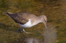Common Sandpiper. May. '15.