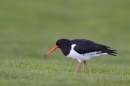 Oystercatcher with worm. May. '15.