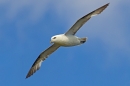 Fulmar in flight. June '15.