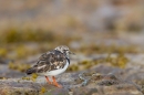 Turnstone on seaweed rock. Aug. '15.