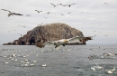 Gannets and Bass Rock 2. Sept. '15.
