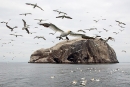Gannets and Bass Rock 1. Sept. '15.