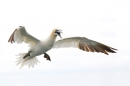 Gannet squawking in flight. Sept. '15.