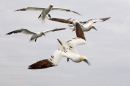 Gannets in formation. Sept. '15.