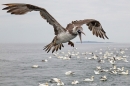 Juvenile Gannet squawking in flight. Sept. '15.