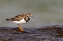 Turnstone on wet rock. Sept. '15.