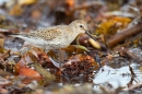 Dunlin on seaweed 2. Sept. '15.