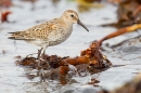 Dunlin on seaweed 1. Sept. '15.