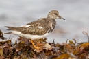 Turnstone on seaweed. Sept. '15.