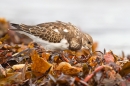 Turnstone feeding in seaweed. Sept. '15.