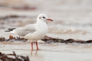 Black Headed Gull on beach. Sept. '15.