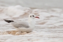 Black Headed Gull in surf. Sept. '15.