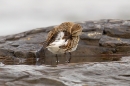 Dunlin preening. Sept. '15.
